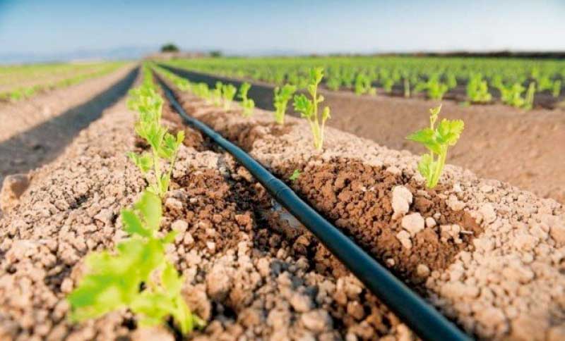 FAO elogia Cabo Verde pelas políticas agrícolas