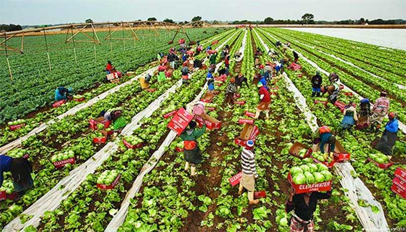 África deve aumentar apoios à agricultura